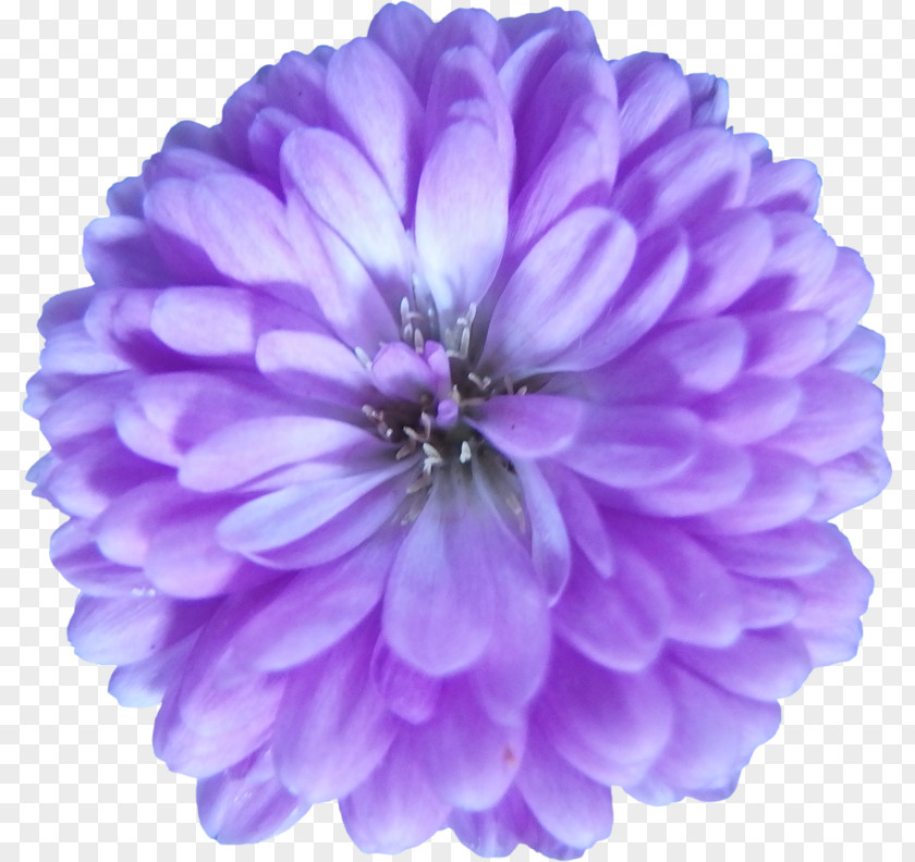 Vektor Purple Flower Violet Lilac Petal PNG