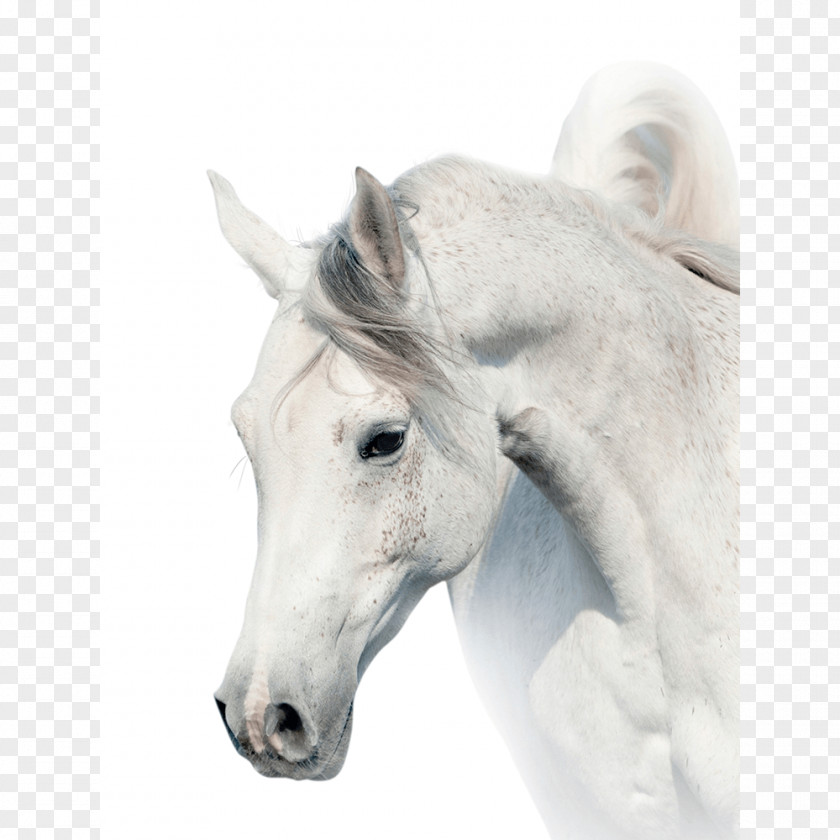 Whitehorse Arabian Horse Stallion White Stock Photography Gray PNG
