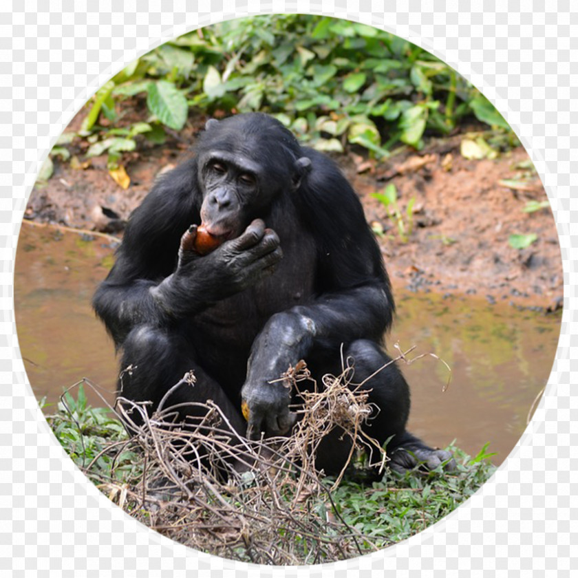 Chimpanzee Common Lola Ya Bonobo Primate Virunga National Park PNG