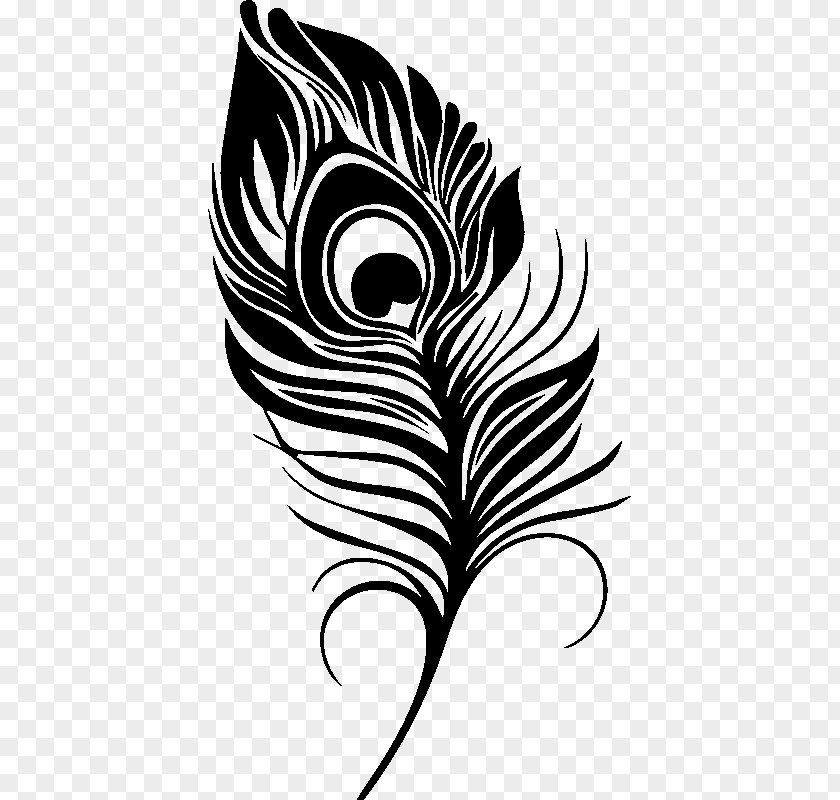 Feather Pavo Drawing PNG