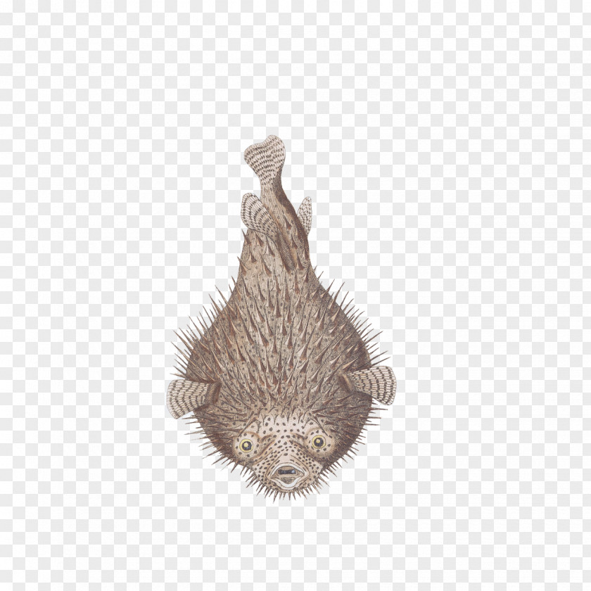 Fish Spot-fin Porcupinefish Pufferfish Rodent Engraving PNG