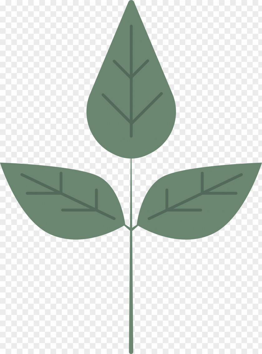 Leaf Plant Stem Green Angle M-tree PNG