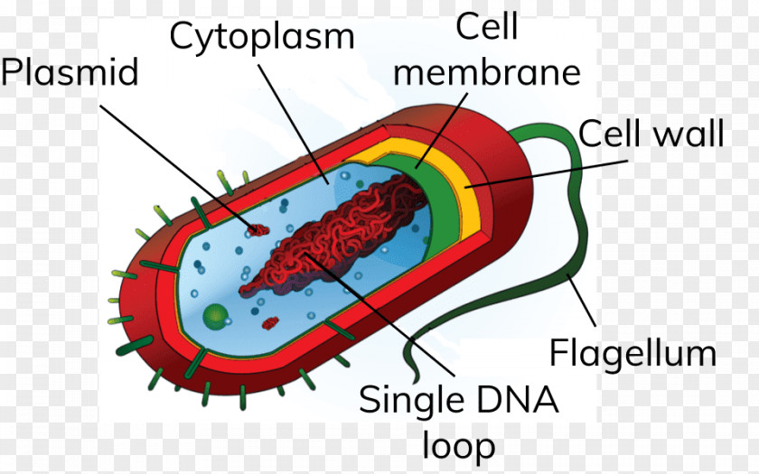 Prokaryote Bacterial Cell Structure Eukaryote PNG