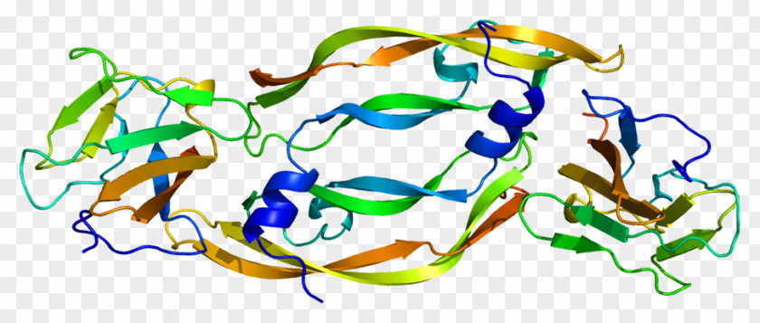 Vegf Receptor VEGF Vascular Endothelial Growth Factor VEGFR1 Kinase Insert Domain Soluble Fms-like Tyrosine Kinase-1 PNG