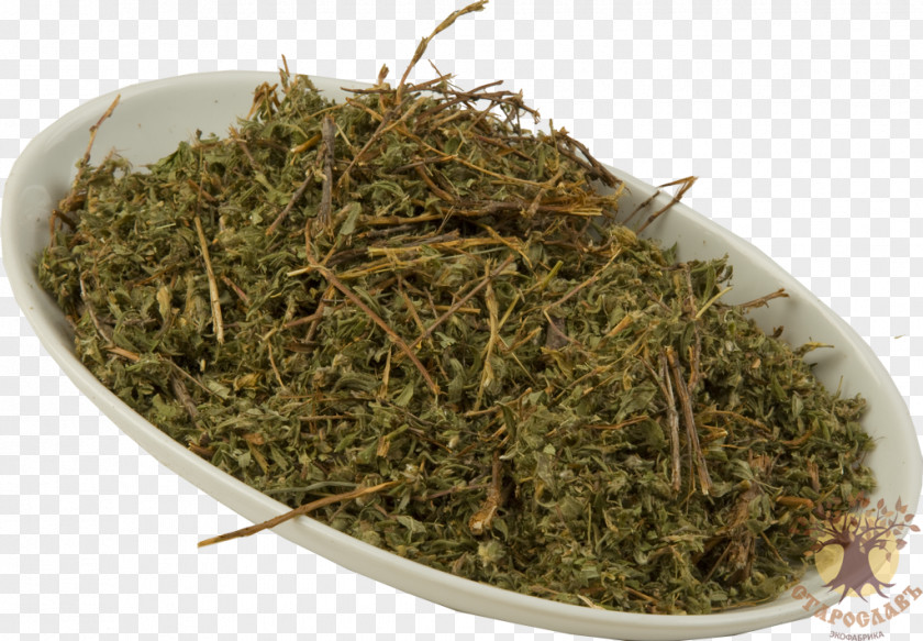 Chai Prostrate Knotweed Redshank Herb Raw Material Tea PNG