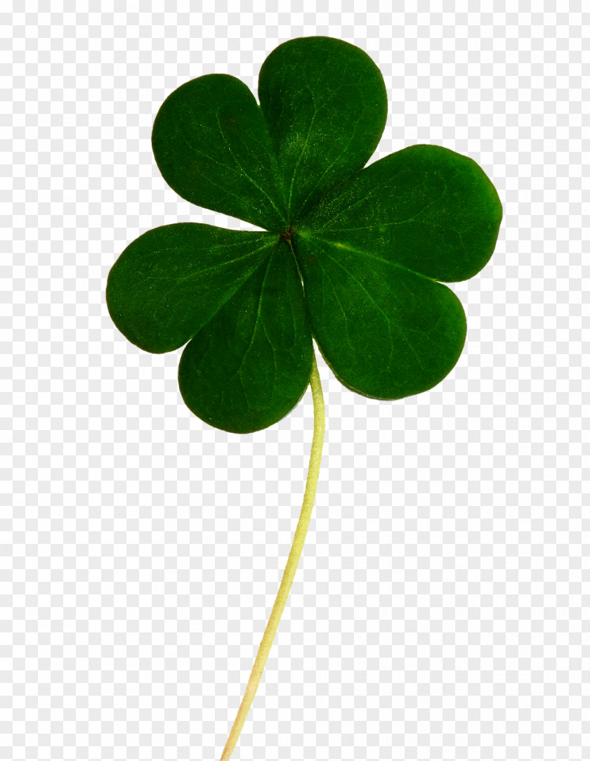 Clover Ireland United States Irish People Saint Patrick's Day Celts PNG