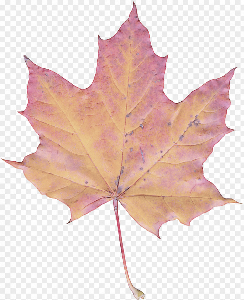Leaf Maple / M Tree Plant PNG