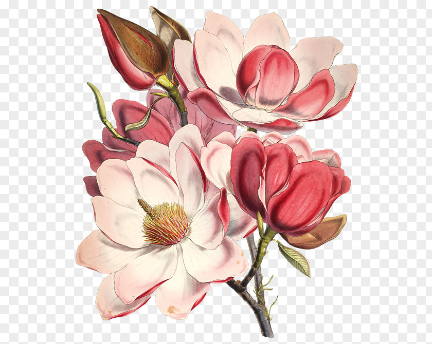 Magnolia Family Pink Flower Flowering Plant Petal Cut Flowers PNG