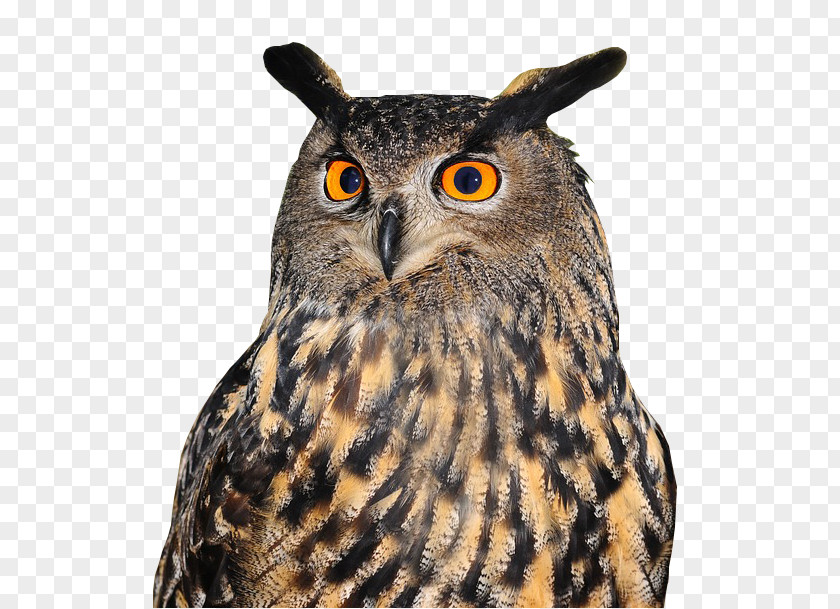 Owl Tawny Bird Eurasian Eagle-owl Great Horned PNG