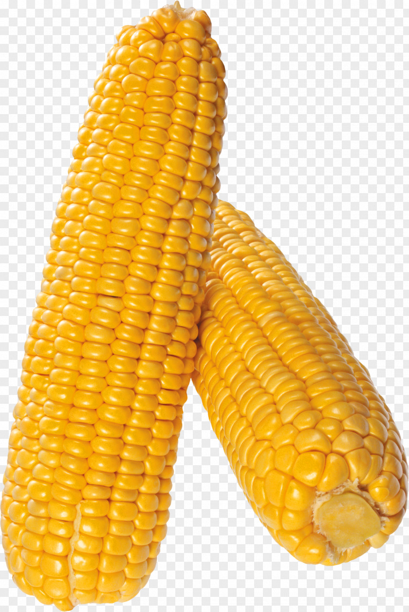 Popcorn Corn On The Cob Sweet Kernel Field Corncob PNG
