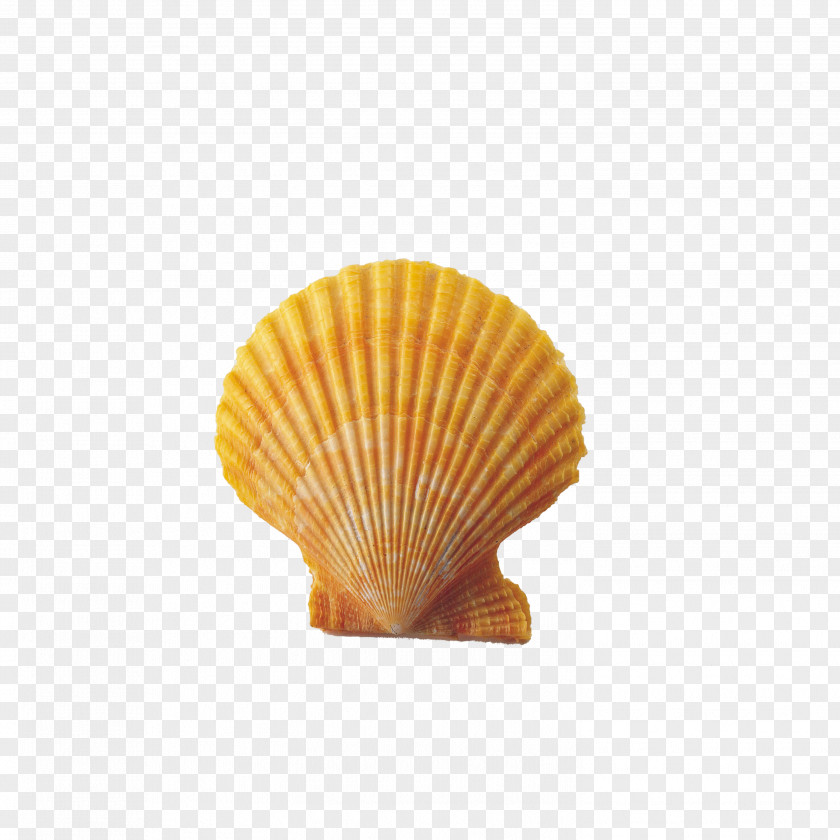 Shell Seashell Conch Clip Art PNG