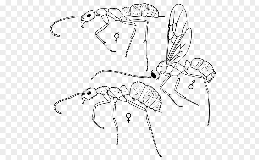 Two Wheeler Line Art /m/02csf Drawing Cartoon Insect PNG