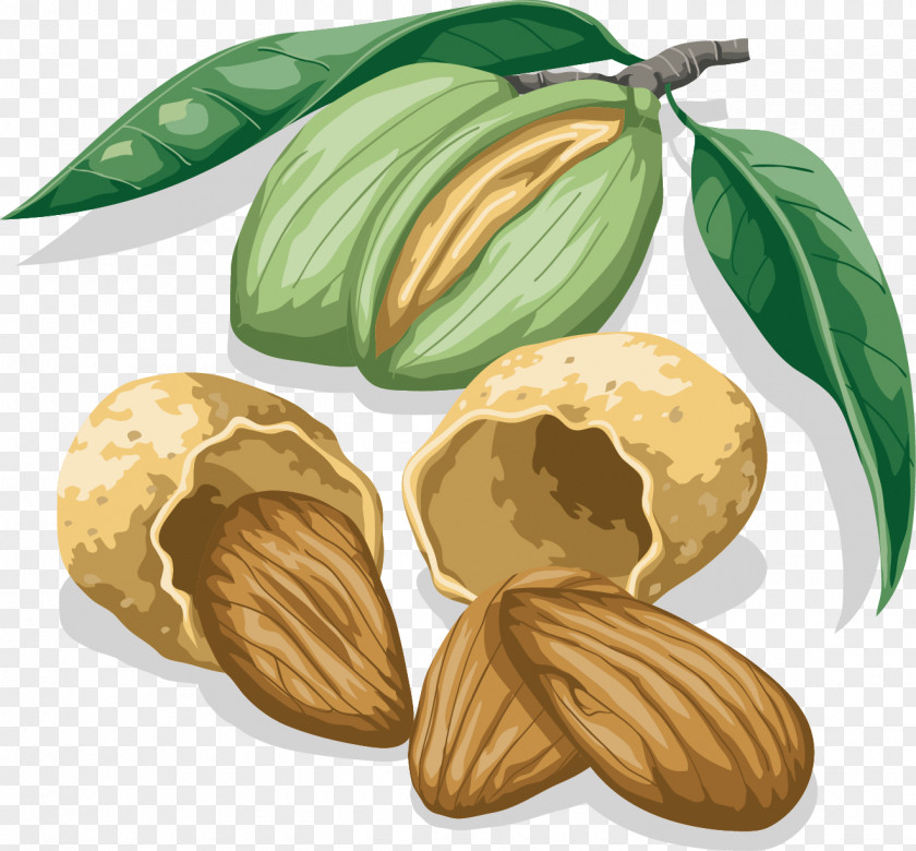 Vector Almond Walnut PNG