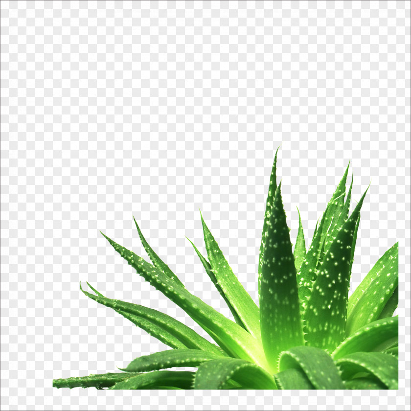 Aloe Vera Nutrient Gel Succulent Plant PNG