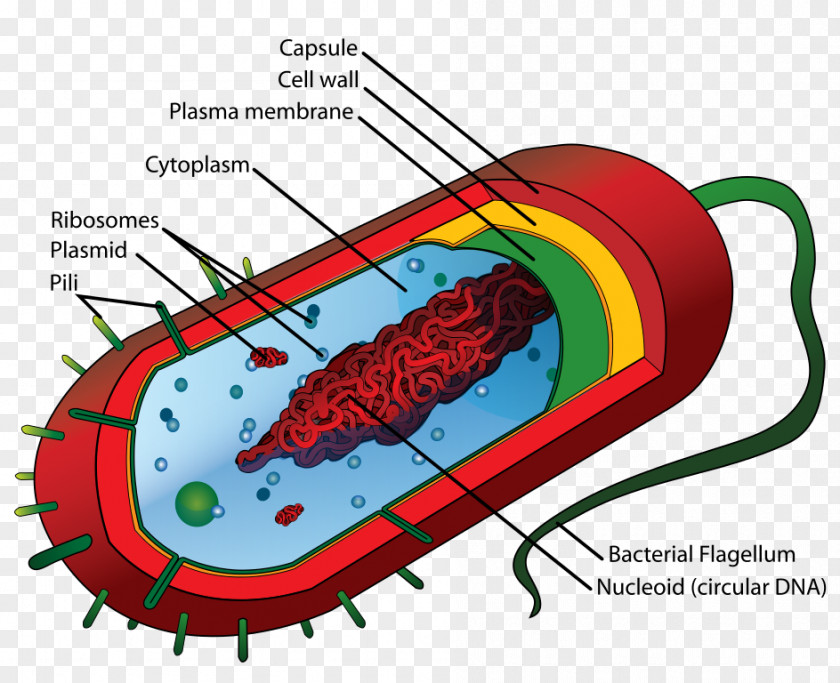 Average Cliparts Prokaryote Bacterial Cell Structure Eukaryote PNG