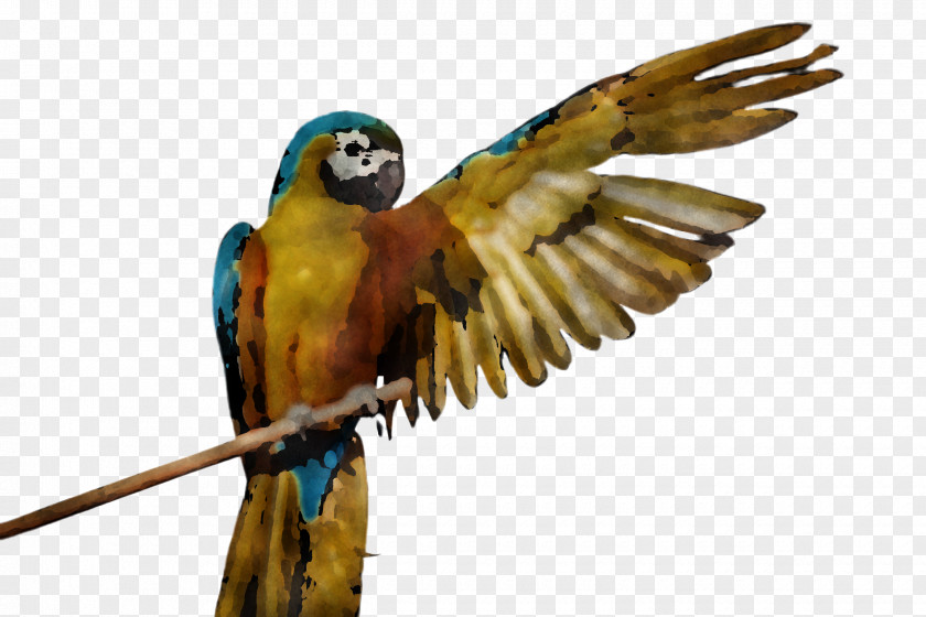 Falconiformes Lovebird PNG