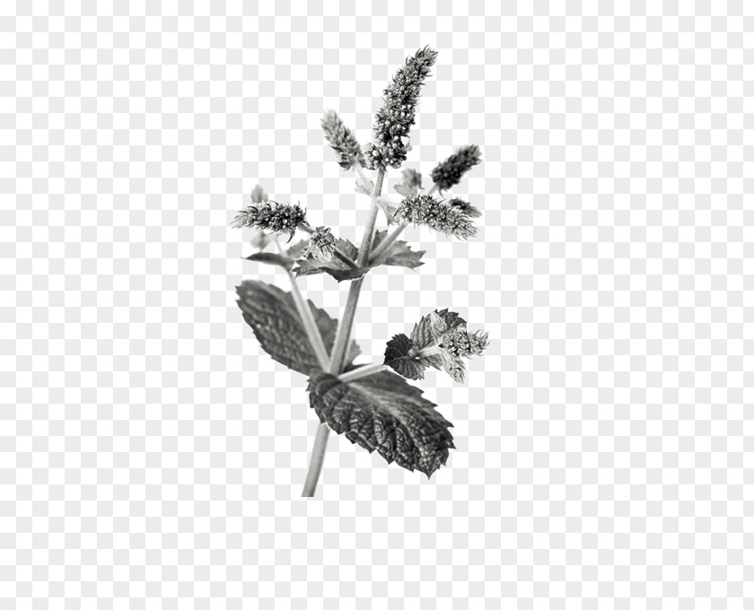 Mint Apple Mentha Spicata Euclidean Vector PNG