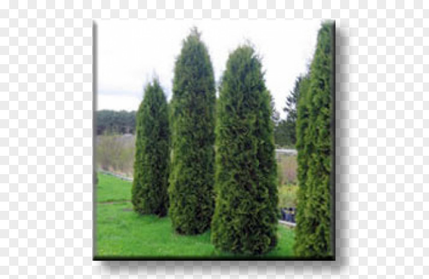 Thuja Spruce Arborvitae Evergreen Conifers Oriental Arbor-vitae PNG