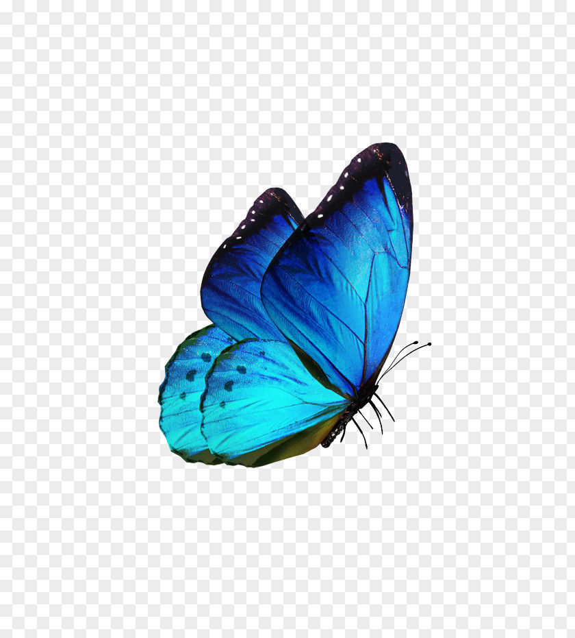 Butterfly Samsung Galaxy S8 Karner Blue PNG
