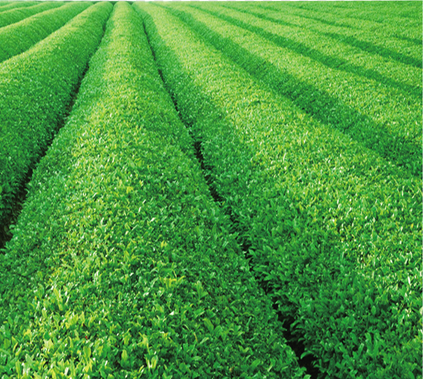 Decorative Natural Green Tea Yum Cha Garden PNG