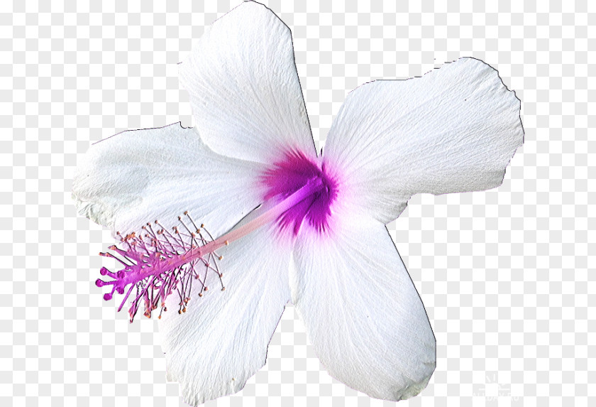 Flower Painting Art PNG