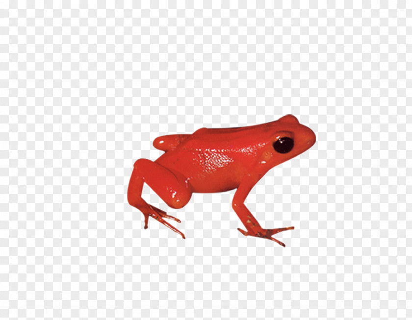 Red Frog Tree PNG