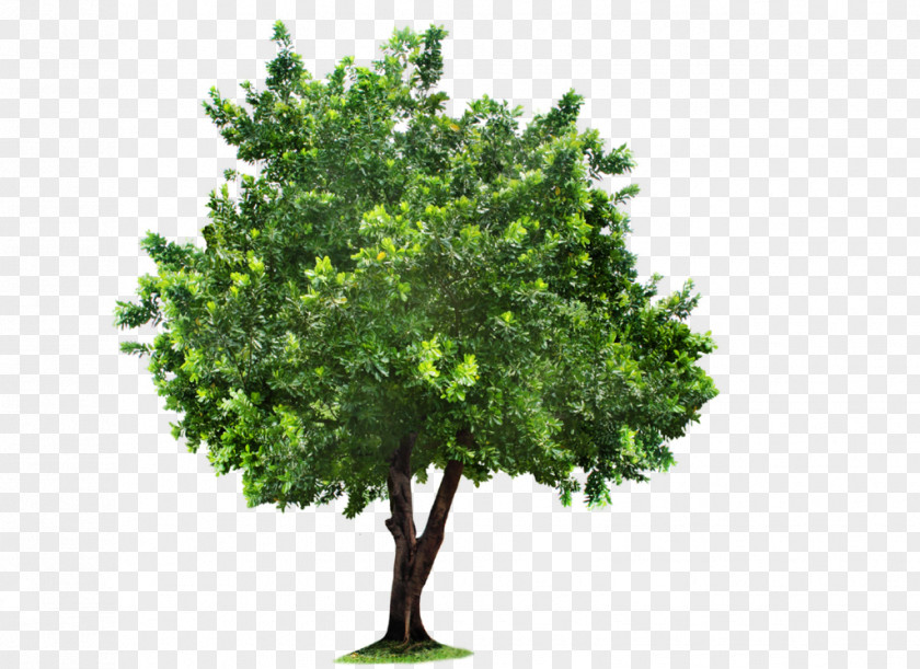 Tree Image 2017 Nissan LEAF Agriculture Farm Windows 7 Software PNG