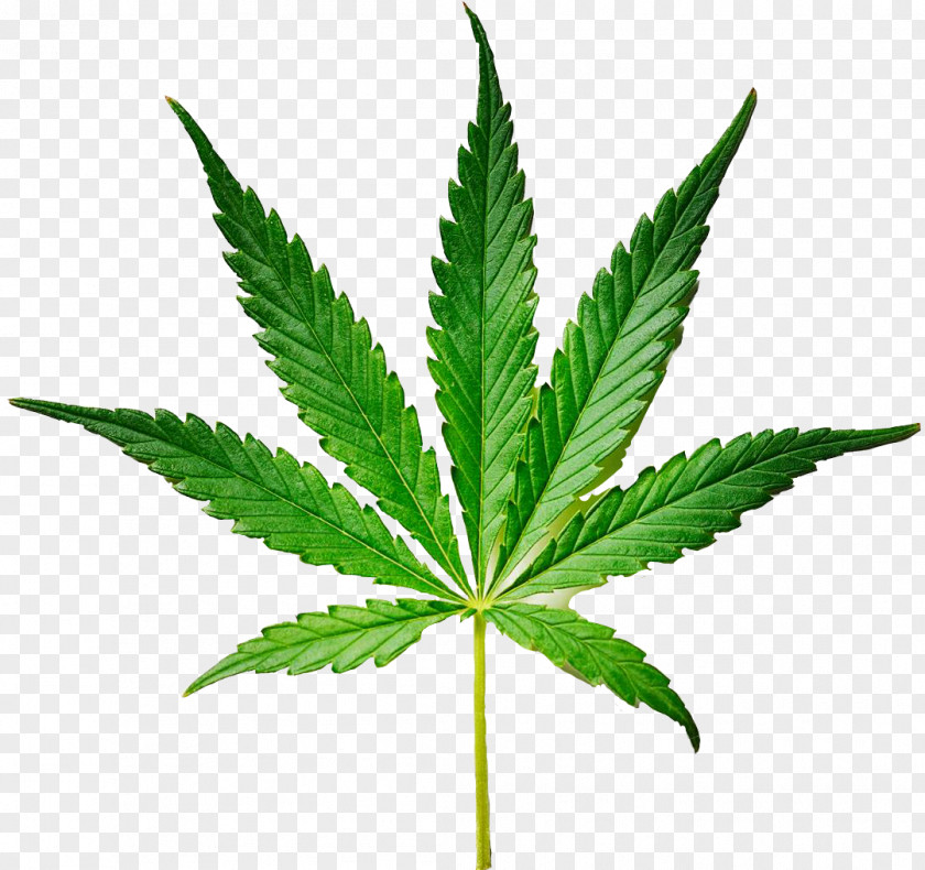 Cannabis Weed The People Legality Of Legalization Medical PNG