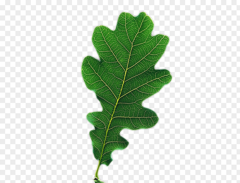 Quercus Robur Leaf Tree PNG