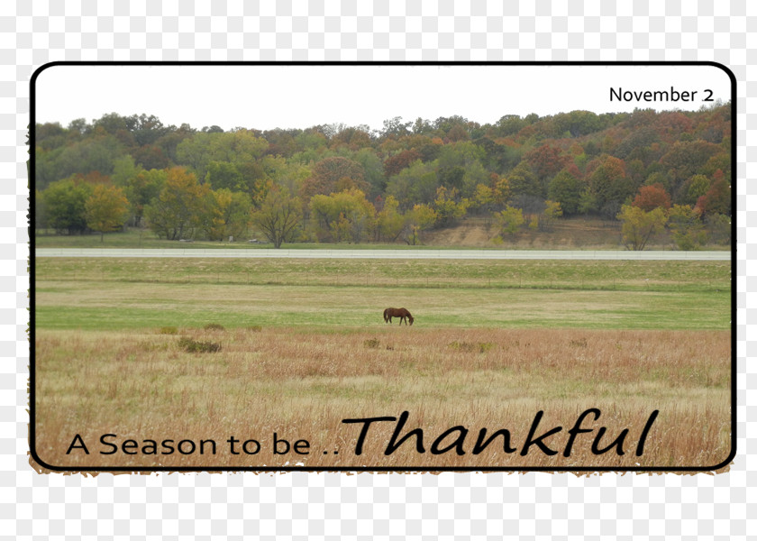 Thankful Ecoregion Landscape Farm Pasture PNG