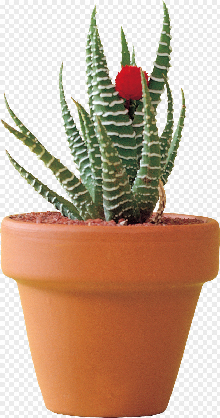 Citroën Cactus M Flowerpot Houseplant Aloe Vera PNG