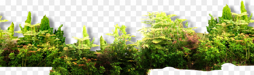 Dwarf Shrub Forest Decorative Pattern Euclidean Vector PNG