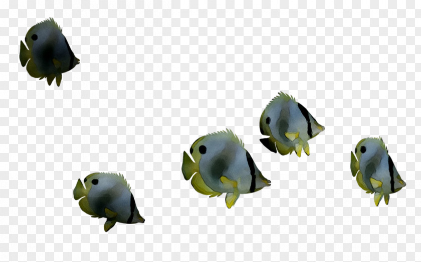 Fish Product Design PNG