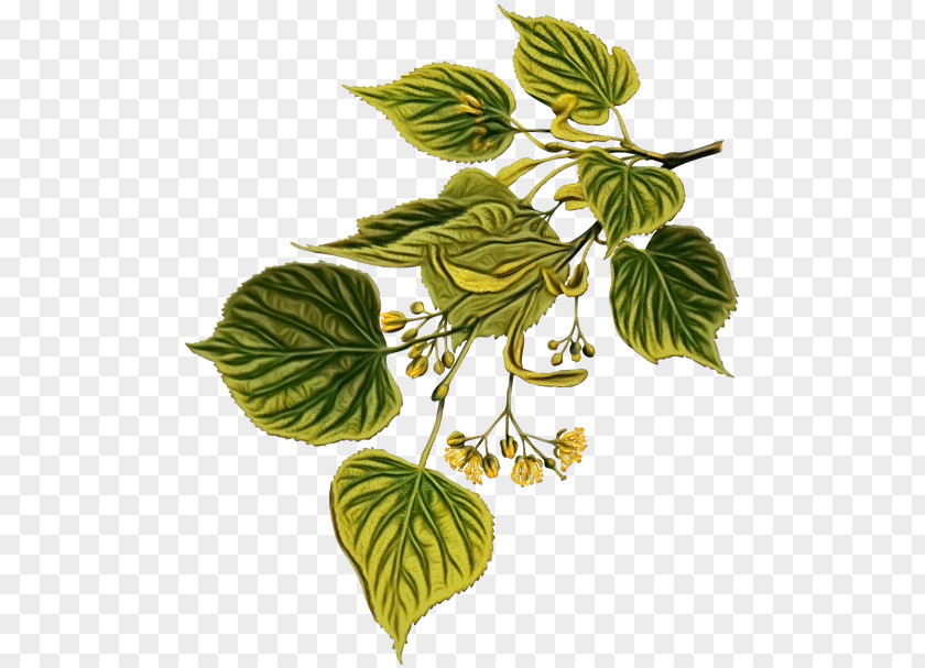 Herb Branch Leaf Plant Flower Humulus Lupulus Tree PNG