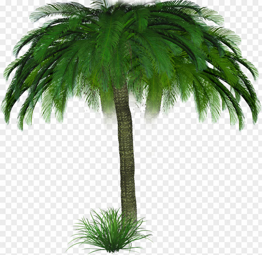 Palm Trees Arecaceae Tree Woody Plant Blog PNG