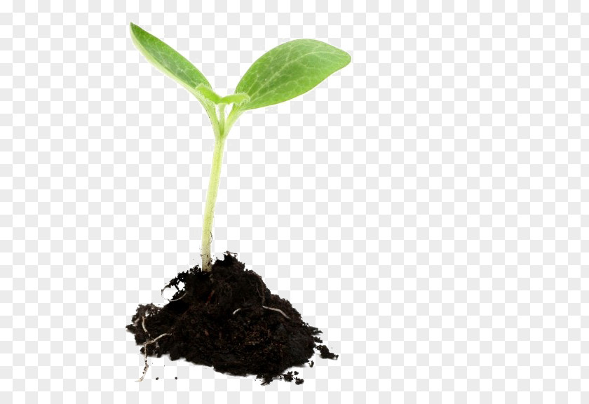 Plants Growing Seedling Sowing PNG