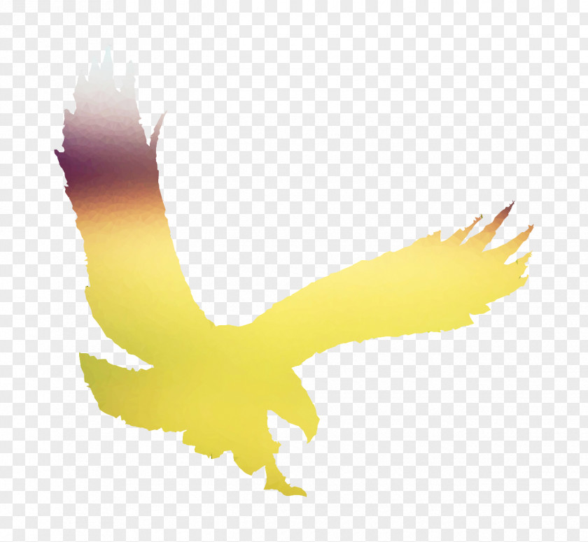 Bald Eagle Yellow Beak Desktop Wallpaper Hawk PNG