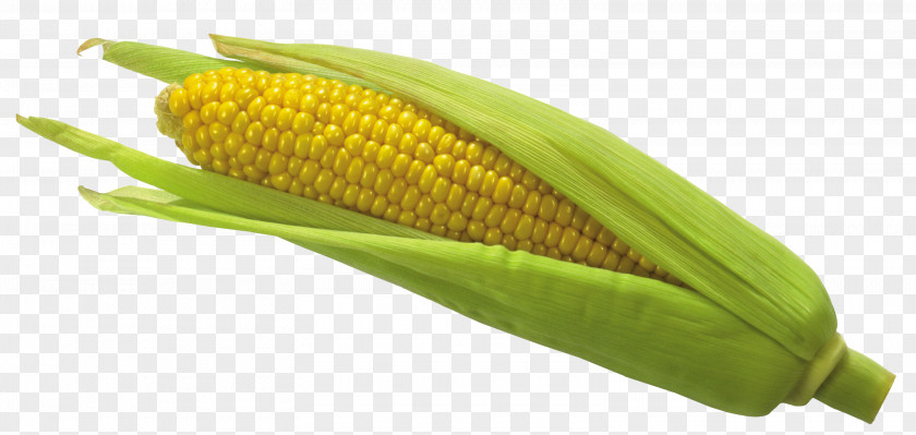 Corn Picture Maize Clip Art PNG