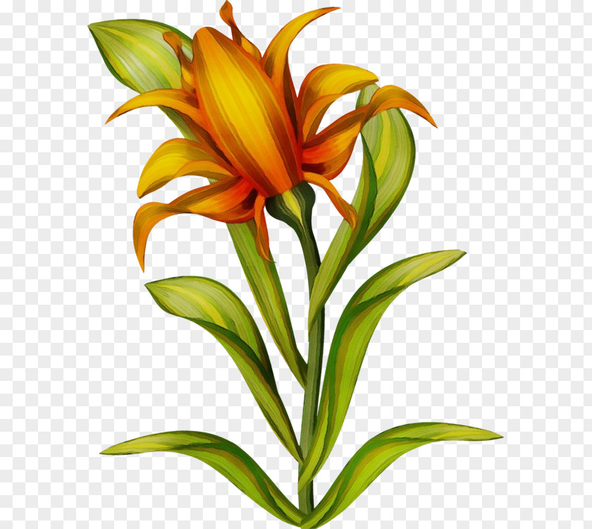 Floristry Cut Flowers Jersey Lily Plant Stem Herbaceous PNG