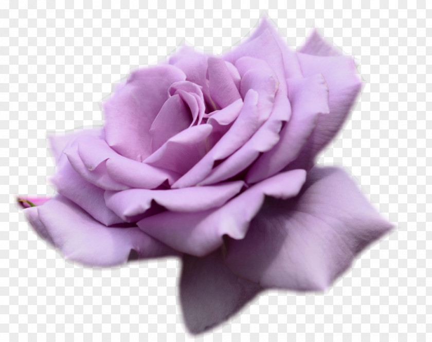 Lavender Rose Flower Desktop Wallpaper Purple PNG