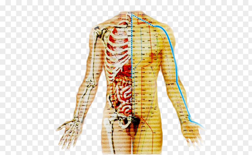 Meridians Urinary Bladder Acupuncture Therapy Meridian Traditional Chinese Medicine PNG
