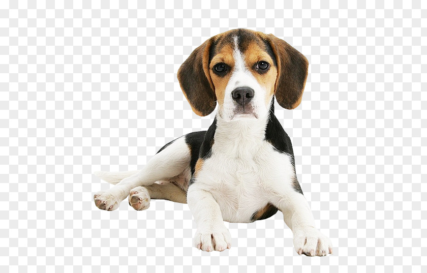 Puppy Beagle-Harrier English Foxhound American PNG