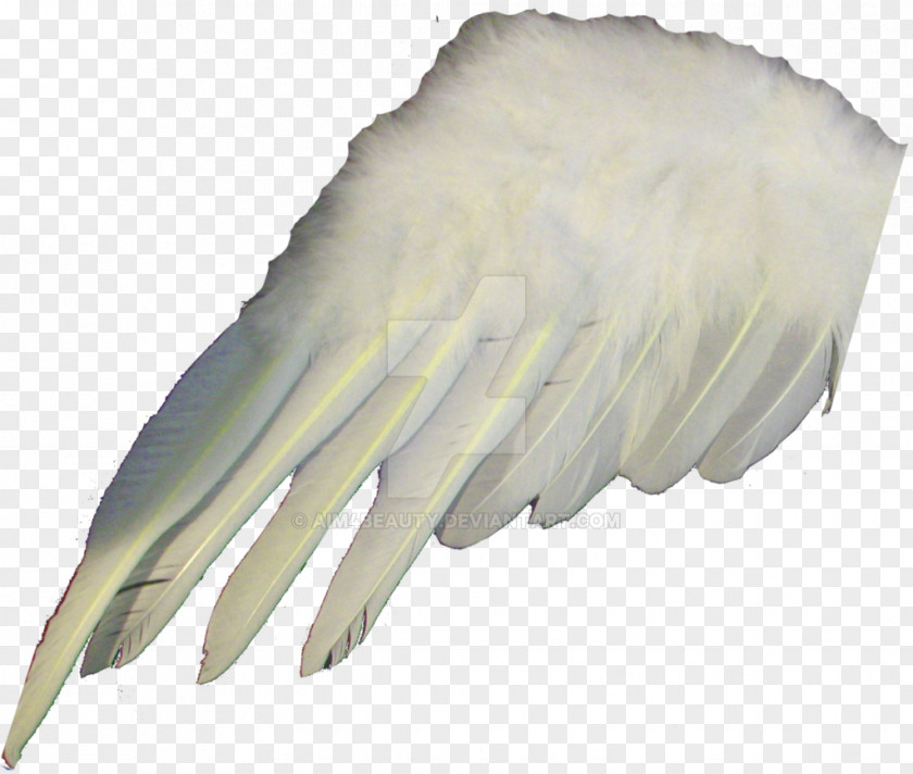 Wing Bird Feather Bald Eagle Owl PNG