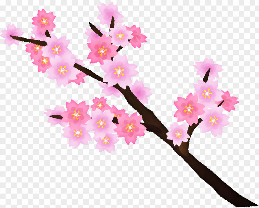 Cherry Blossom PNG