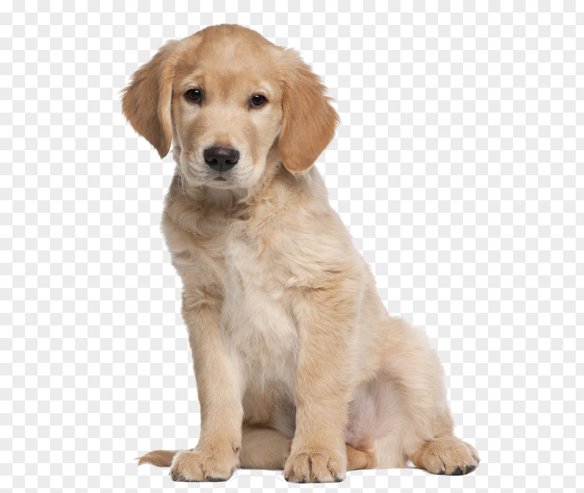 Golden Retriever Labrador Puppy Cat Dog Training PNG