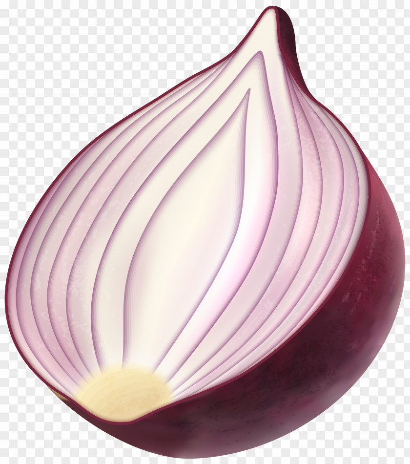Red Onion Clip Art Image PNG