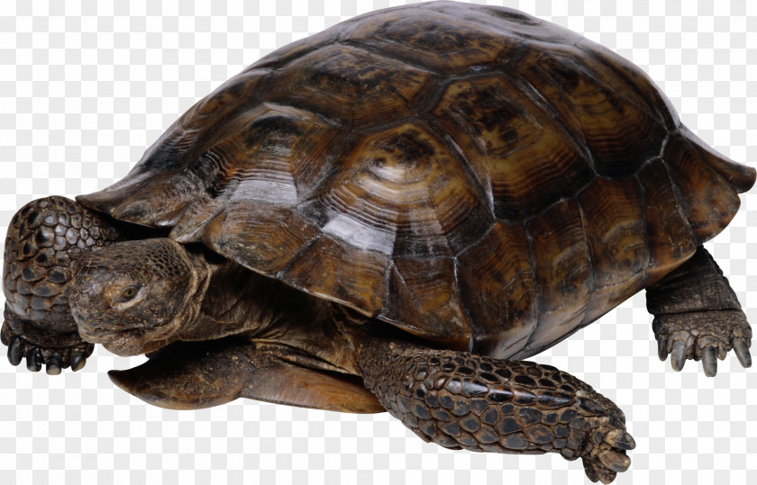 Turtle Reptile Tortoise PNG