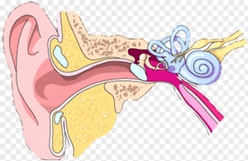 Ear Outer Middle Inner Canal PNG