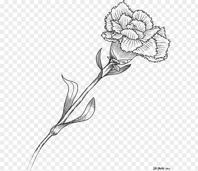 Flower Floral Design Carnation Drawing Monochrome PNG