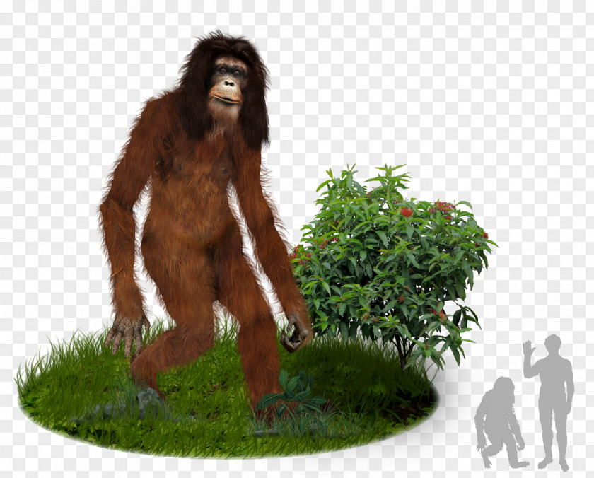 Gorilla Bigfoot Orang Pendek Sumatra Cryptozoology PNG